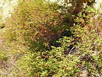 Ciste a feuille de sauge - Cistus salviifolius (fam. Cistaceae) (en Corse) (01) (Photo F. Mrugala)